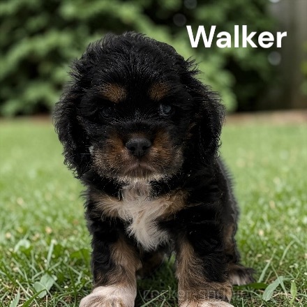 puppy, for, sale, Cocker Spaniel, Joe & Cherri  Overlease, dog, breeder, Miller, MO, dog-breeder, puppy-for-sale, forsale, nearby, find, puppyfind, locator, puppylocator, aca